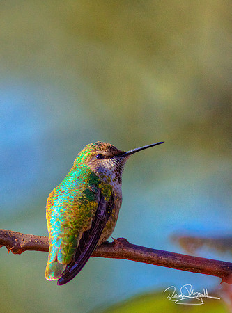 Hummingbird on a Stick