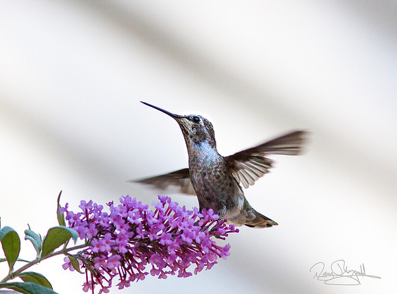 Hummingbird Flying near Butterfly Bush