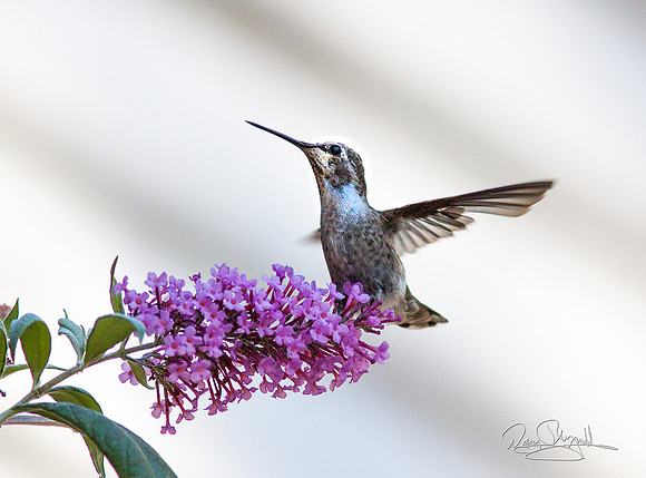 Hummingbird Flying near Butterfly Bush