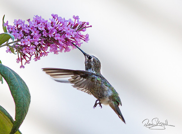 Hummingbird Flying near Butterfly Bush