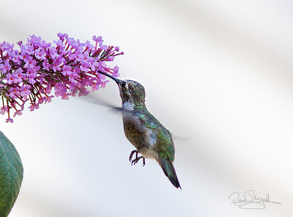 Hummingbird Flying near Butterfly Bush
