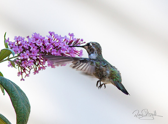 Hummingbird Flying near Butterfly Bush