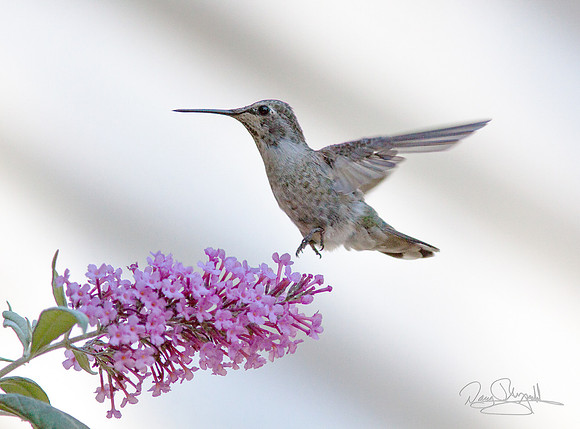 Hummingbird Flying near Butterfly Bush