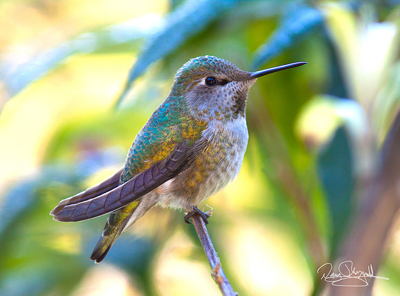 Hummingbird on a Stick