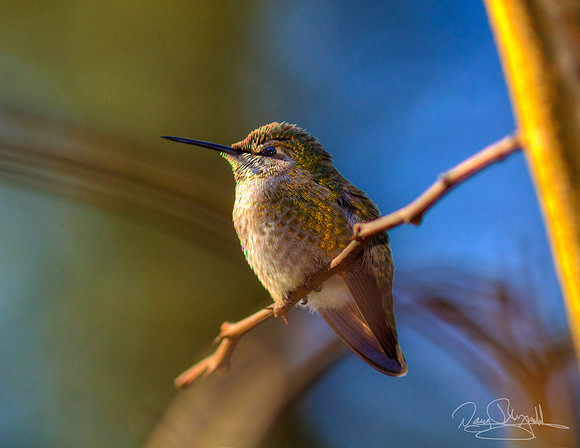 Hummingbird on a Stick