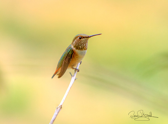 Hummingbird on a Stick
