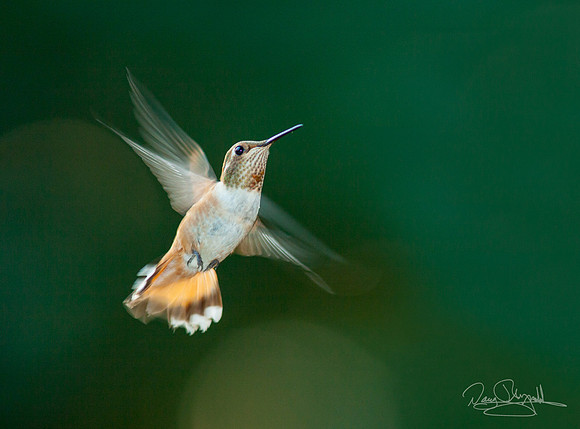 Hummingbird Flying