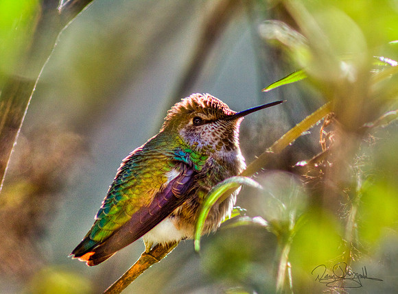 Hummingbird on a Stick