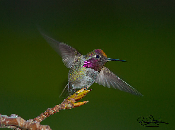 Hummingbird on a Stick