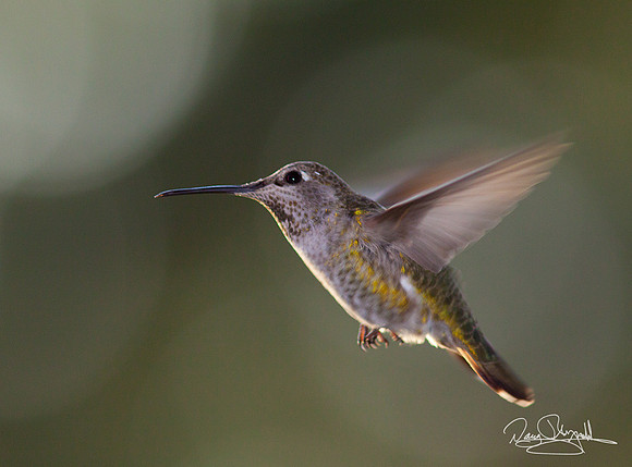 Hummingbird Flying