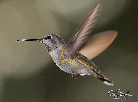 Hummingbird Flying
