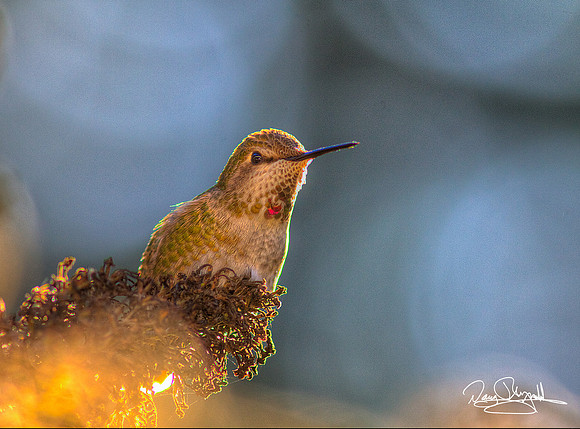 Winter Humming Bird