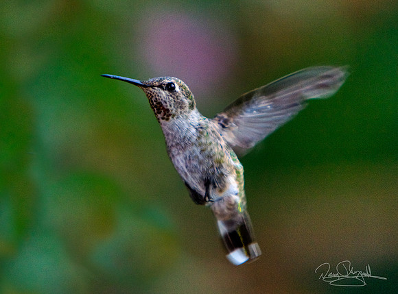 Hummingbird Flying