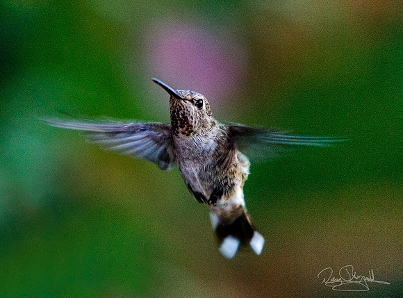 Hummingbird Flying