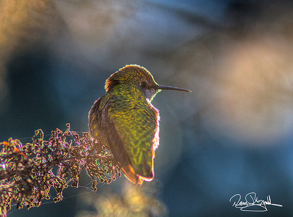 Winter Humming Bird