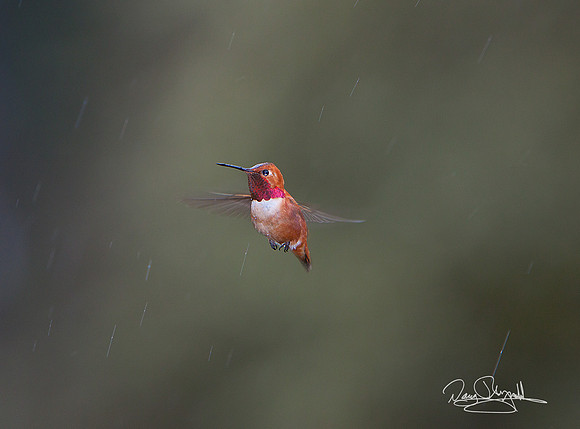 flying; Rufous Hummingbird