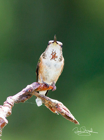 Hummingbird on a Stick