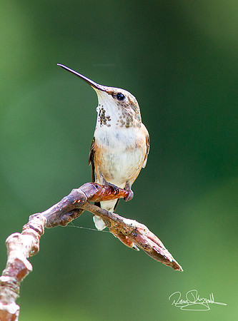 Hummingbird on a Stick