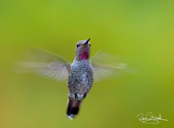 Hummingbird