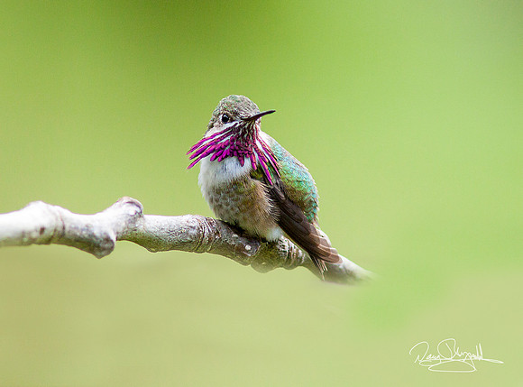 Hummingbird on a Stick