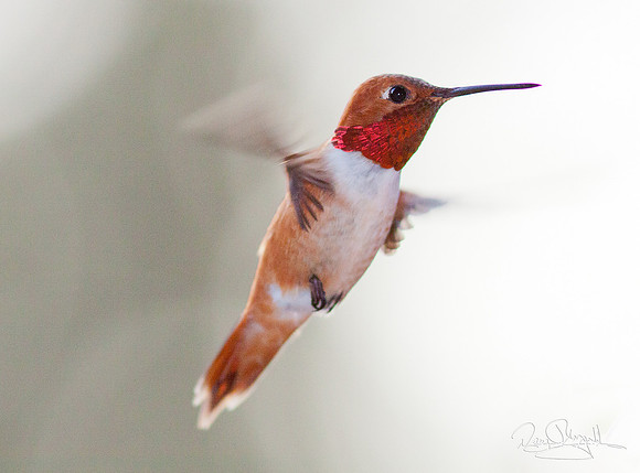 Hummingbird Flying
