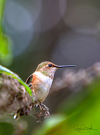 Hummingbird on a Stick