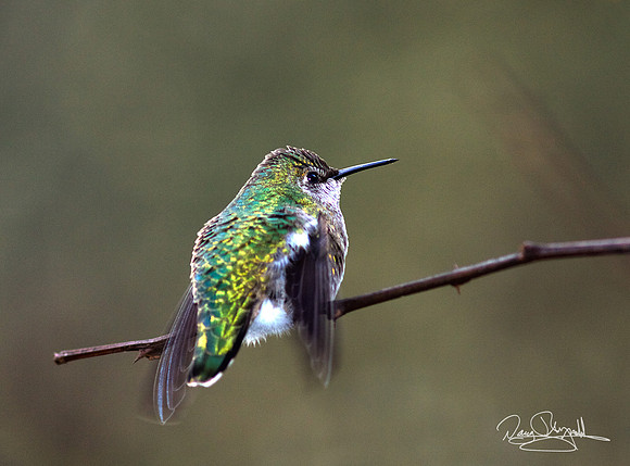 Hummingbird on a Stick