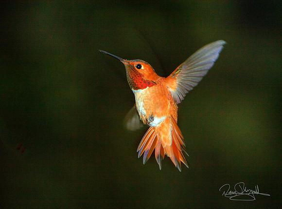 Rufus Male Hummingbird in Flight