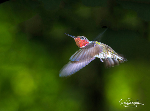 Hummingbird Flying