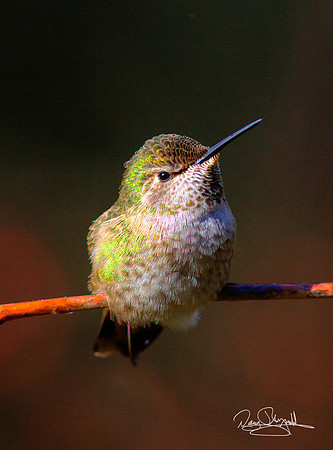 Hummingbird on a Stick