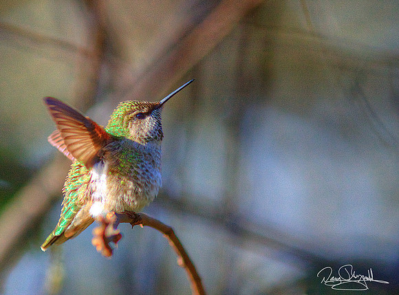 Hummingbird on a Stick