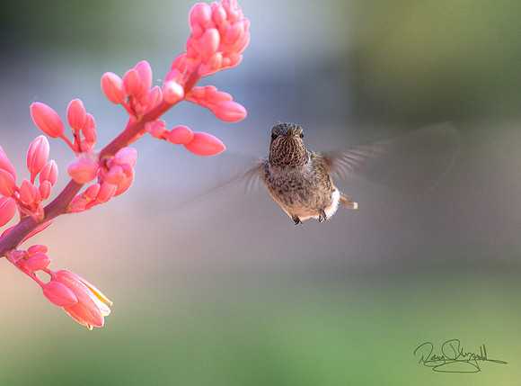 Hummingbird flying