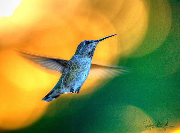 Hummingbird in the Sun