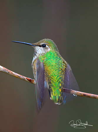 Hummingbird on a Stick