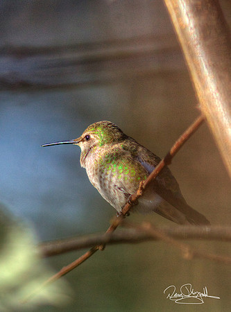 Hummingbird on a Stick