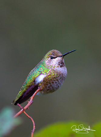 Hummingbird on a Stick