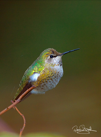 Hummingbird on a Stick
