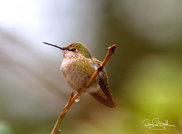 Hummingbird on a Stick
