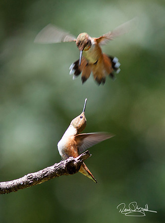 2 Hummingbird  1 Flying