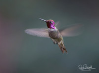 Hummingbird Flying