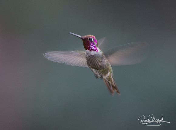 Hummingbird Flying