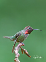 Hummingbird on a Stick
