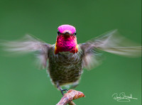 Anna"s Hummingbird