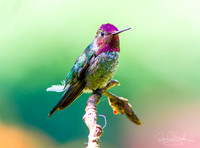 Hummingbird on a Stick
