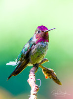 Hummingbird on a Stick