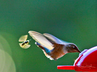 Bee & Hummingbird
