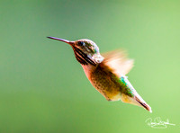 Hummingbird Flying