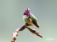 Hummingbird on a Stick