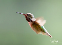 Hummingbird Flying