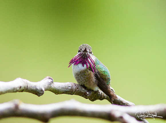 Hummingbird on a Stick